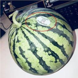 吃瓜网红 图片头像,揭秘吃瓜网红的潮流头像魅力  第2张